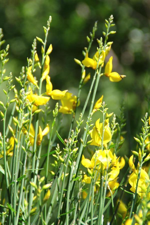 Case Natura Pontedassio Zewnętrze zdjęcie